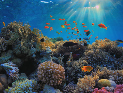 Coral reef and abundant aquatic life