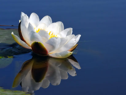 Single Water Lily