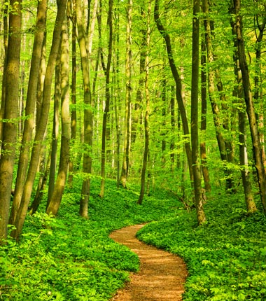 Pathway through green forest